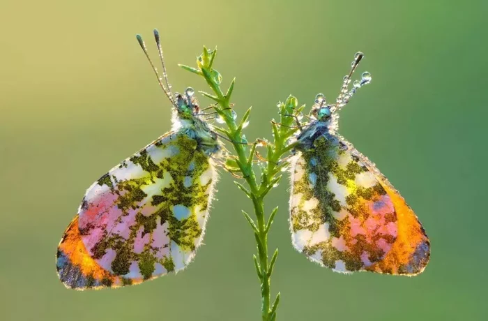 Butterfly mysteries - My, Insects, Arthropods, Interesting, Animals, Butterfly, Caterpillar, Biology, The science, Longpost