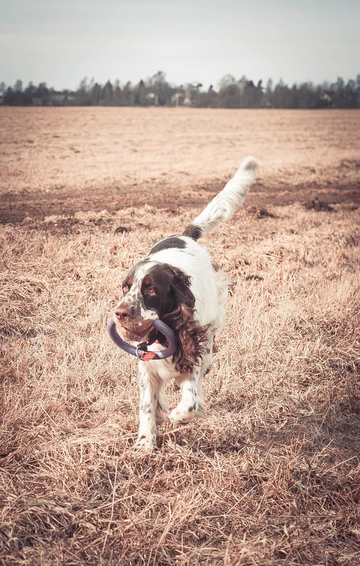 You scream and wriggle around like a worm, then it hits your ass like, “WHACK” - My, Dog, Training, Behavior, Pets, Pet, Dogs and people, Cynology, Zoo, Longpost