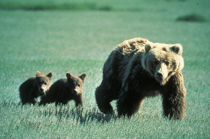 Not a young mother... - The Bears, Grizzly, Young, Motherhood, Age is not a hindrance, Wild animals, National park, USA