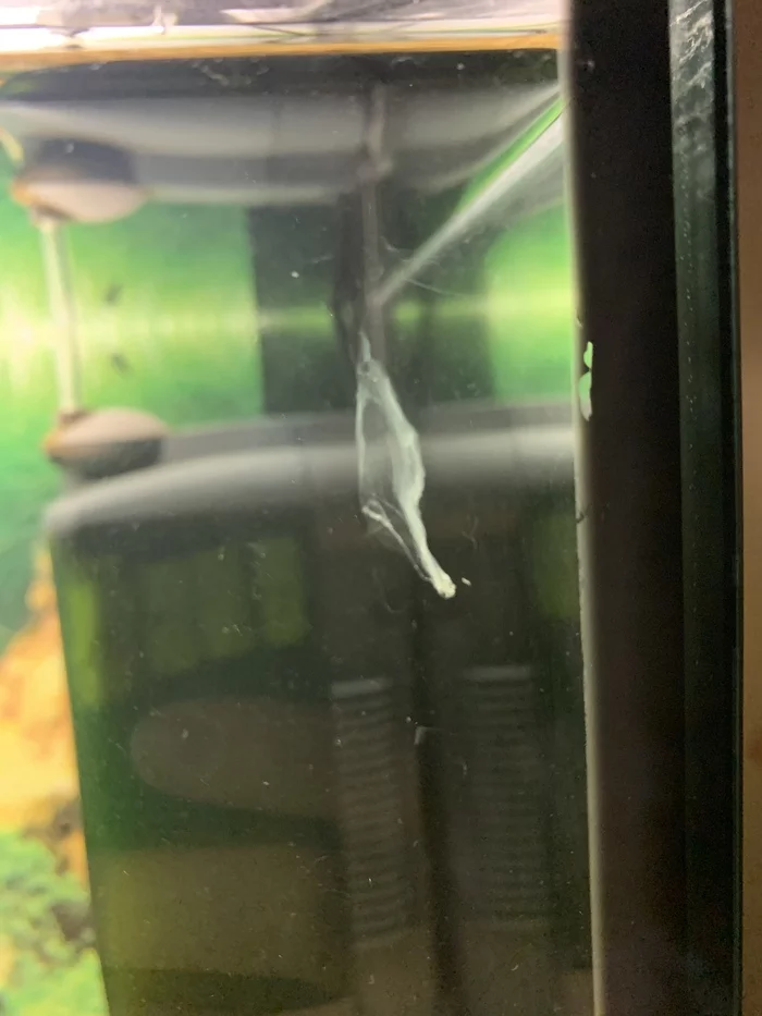 Urgent help! Tell me what to do with nematodes - My, Ampullaria, Aquarium, Nematodes