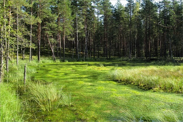 Swamps: clearings and flowers at last - Marsh, Swamp, Danger, Nature, Informative, Longpost