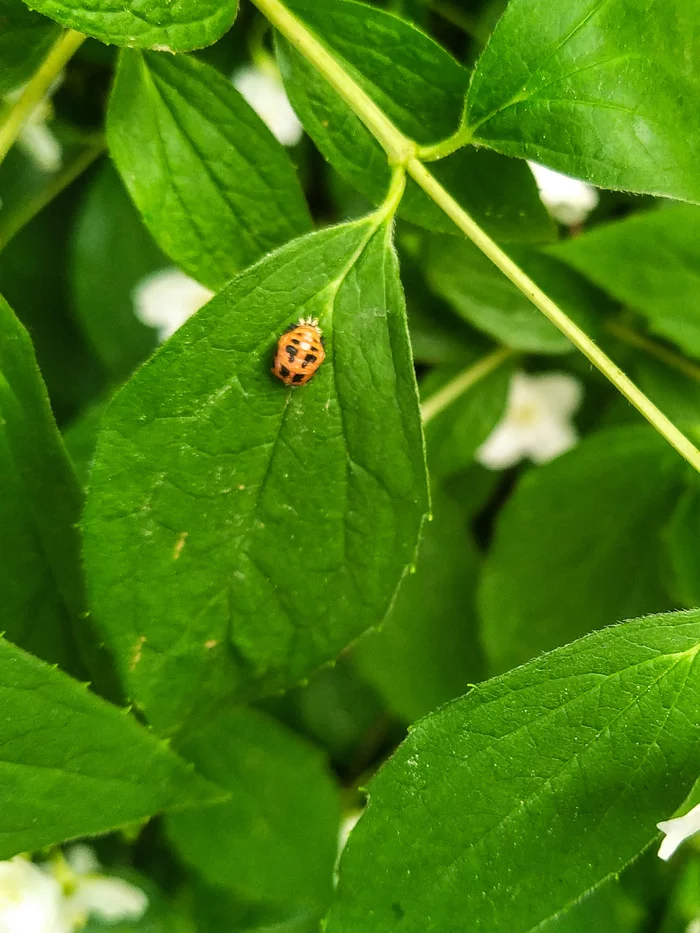 Metamorphosis - My, Biology, Insects, ladybug, Longpost