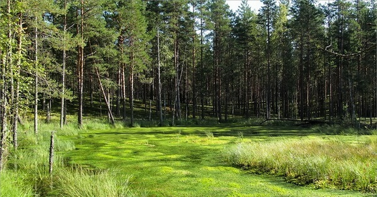 Болото какой ландшафт. Чаруса болото. Чарыса. Чаруса Википедия. Чаруса в лесу.