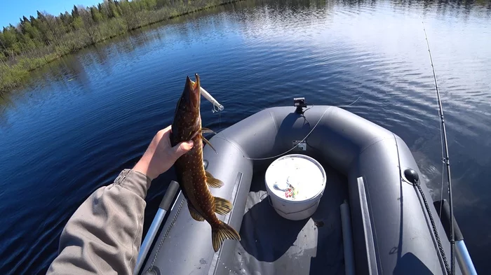 Pike hunting on a forest lake - My, Pike, A fish, Fishing, Spinning, Video, Longpost
