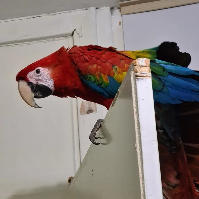 Good morning everyone ))) - My, Macaw parrots, Macaw, Birds, A parrot