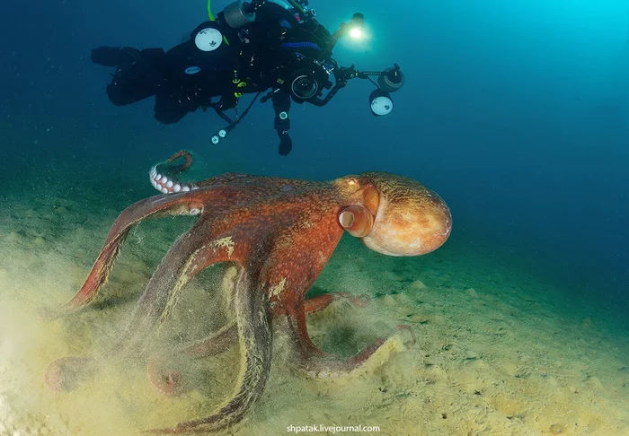 Giant Octopus: 3 hearts, blue blood, 9 brains. Lifestyle of the largest octopus! - Longpost, GIF, Animals, Octopus