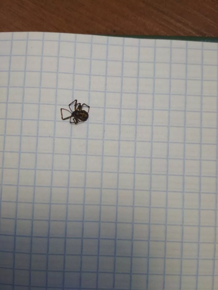 Help identify the type of spider - My, Spider, Panic, SOS, Longpost