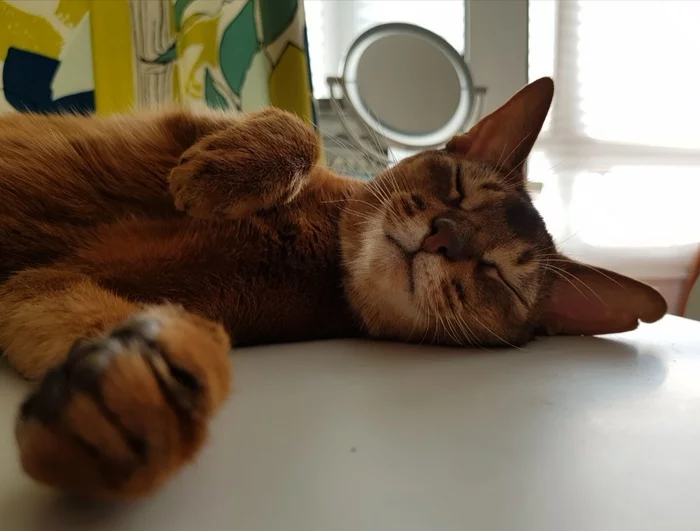 Lazy Bastet - My, cat, Abyssinian cat, Longpost