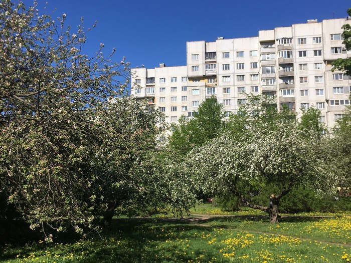 Яблоневые сады на Пулковском шоссе в Петербурге Санкт-Петербург, Яблоня, Цветы, История, Длиннопост