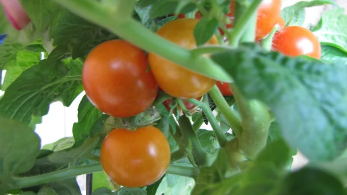 Wow, wow, wow, tomato heaven :D - My, Cherry tomatoes, Vegetable garden on the windowsill, Hydroponics, cat, Longpost
