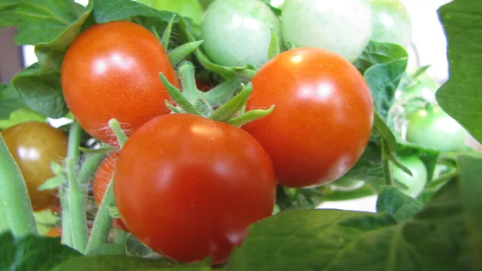Wow, wow, wow, tomato heaven :D - My, Cherry tomatoes, Vegetable garden on the windowsill, Hydroponics, cat, Longpost