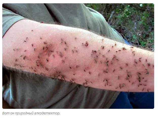 Каких людей предпочитают комары? Основные типажи Комары, Книга животных, Яндекс Дзен, Длиннопост