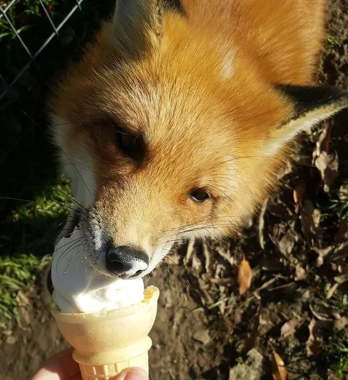 On a hot summer day, even a fox won't refuse ice cream! - Fox, Ice cream, Animals, Wild animals, The photo, Is eating