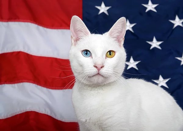 Pets in the USA: the American dream for mustaches and tails (part 1) - My, Pets, cat, Dog, USA, Interesting, Informative