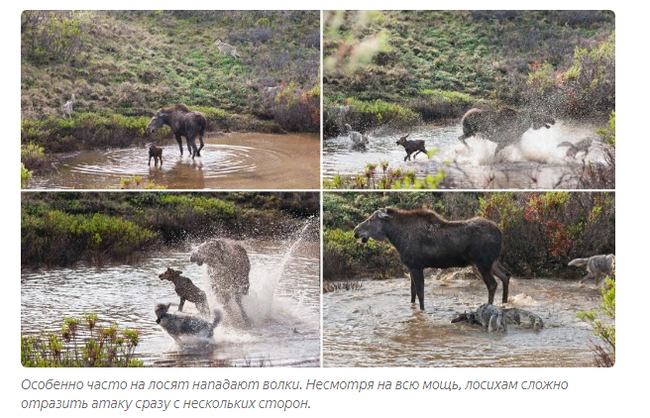 Moose: Born for battle. War with wolves, bears, cars and each other - Elk, Animals, Animal book, Yandex Zen, GIF, Longpost