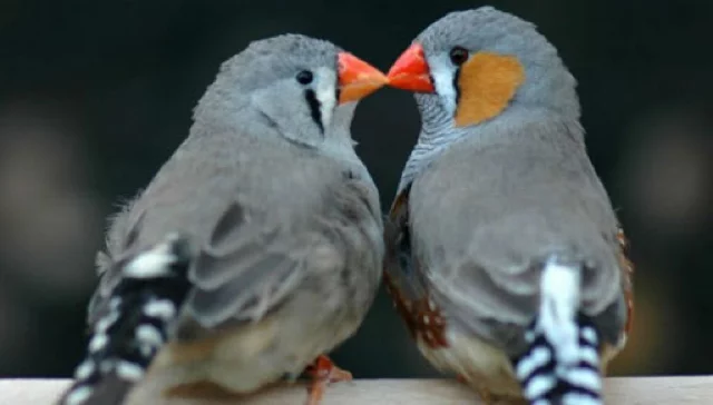 Reproduction and breeding of zebra finches - My, Amadines, Reproduction, Ornithology, Pets, Longpost, Video, Birds