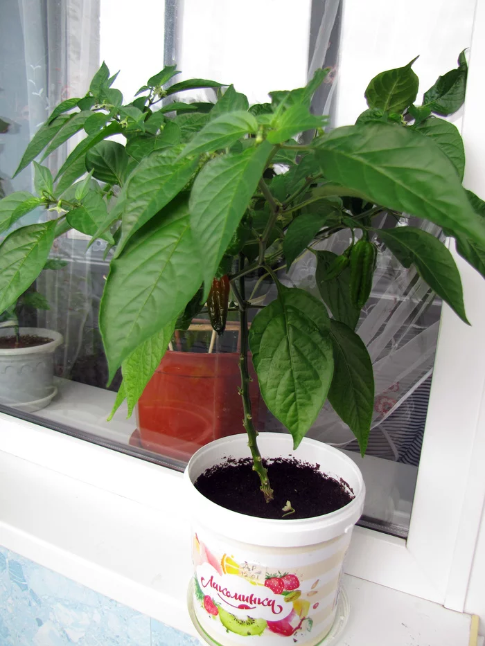 Devils Rib. From emerald to ruby - My, Hot peppers, Vegetable garden on the windowsill, Pepper farming, cat, Longpost