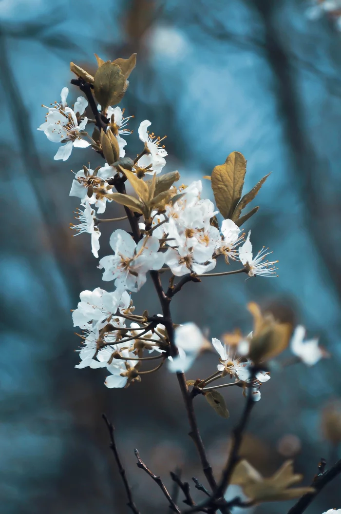 Spring - My, Flowers, Dacha, The photo, Spring