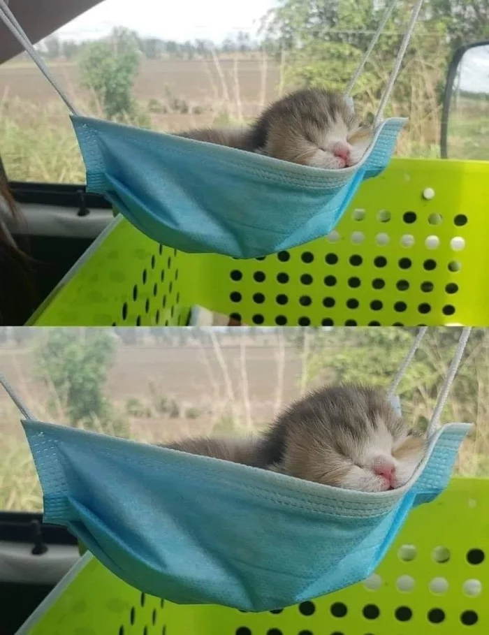 Hammock - cat, Kittens, Mask, Hammock