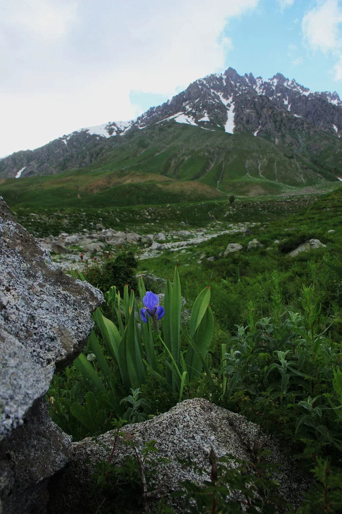 mountain iris - My, Flowers, The mountains, , Tajikistan, Longpost, Glacier