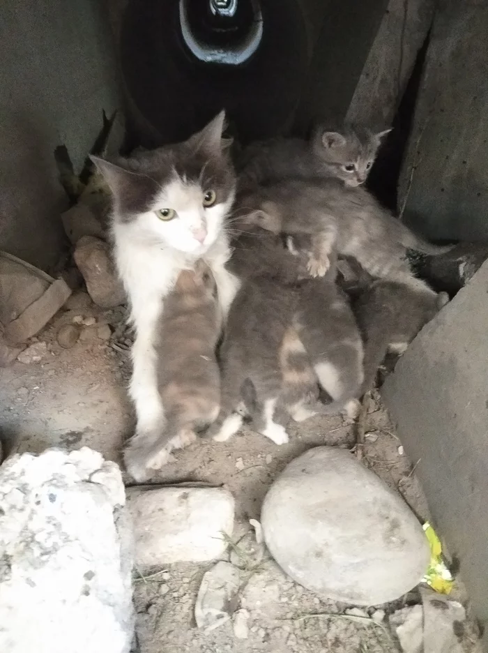 Cats are looking for a home! - My, No rating, Help, Kittens, Almaty, In good hands, cat