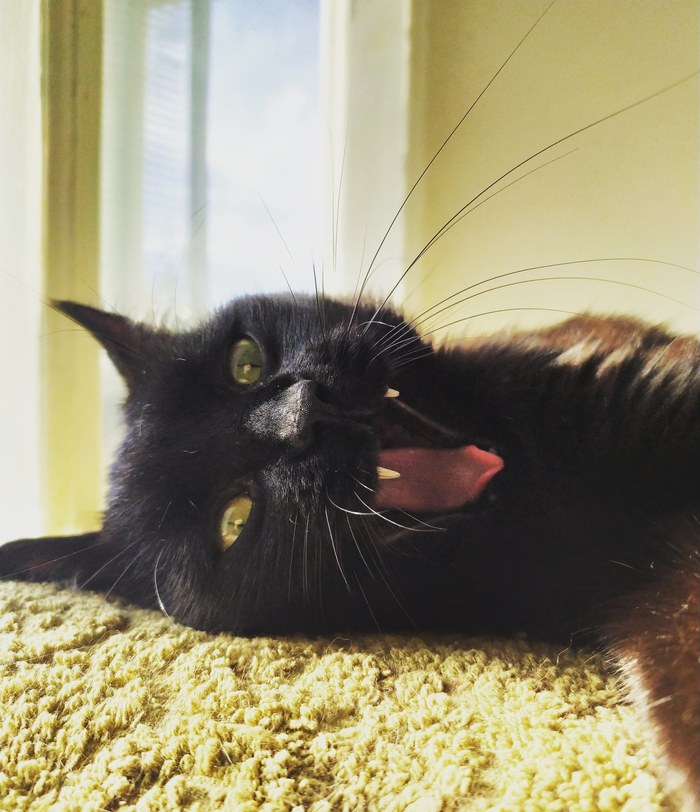 ���� ���������