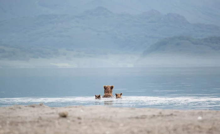 Post #7498411 - The Bears, Brown bears, Wild animals, wildlife, Kamchatka, Kuril lake, August