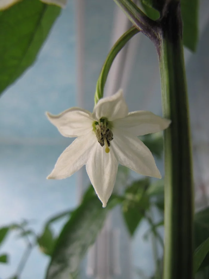 Sweet Cayenne. Sweet Cayenne worms :D - My, Hot peppers, Vegetable garden on the windowsill, Hydroponics, Pepper farming, Longpost