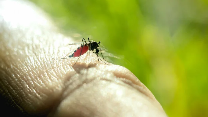 Singapore braces for worst dengue outbreak - Singapore, Dengue, Mosquitoes, Fever, Longpost, Insects