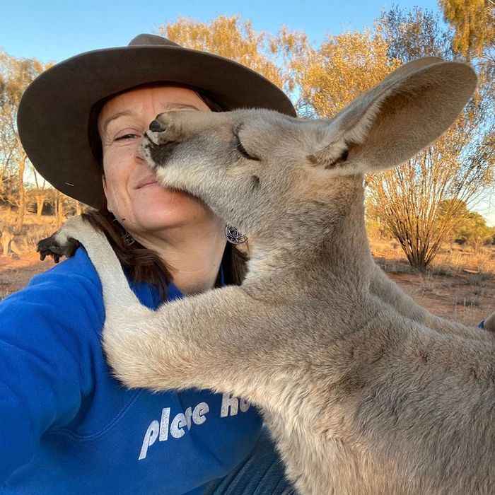 Animal News - Kangaroo, Animal Rescue, Wild animals, Milota, Help, Camels, Kindness, Australia, Longpost