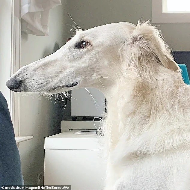 Miss Shnobel - Russian Greyhound, Schnobel, Milota, Virginia, USA, Video, Longpost, Dog