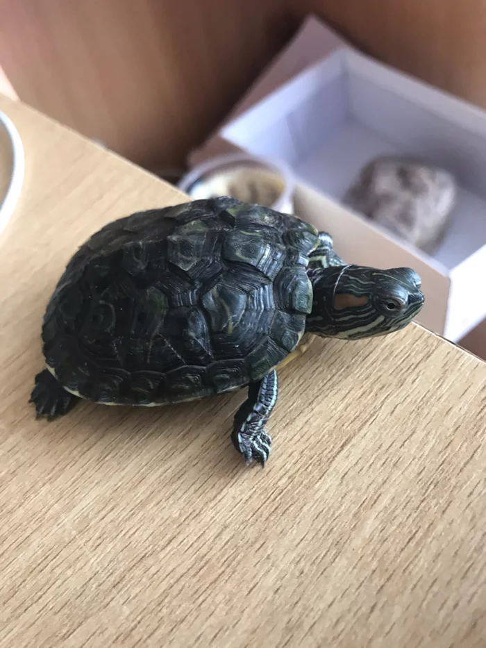 Homemade Tortilla - My, Turtle, Pond slider, Pets, The photo, Longpost