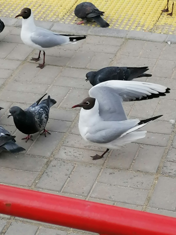   !?...   -   , , 