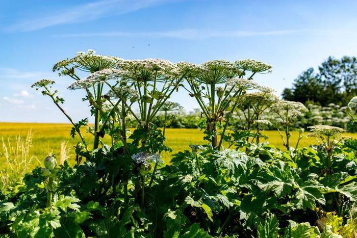 Everything that is not poisonous or bitter is edible - Botany, Hogweed, Longpost, Plants