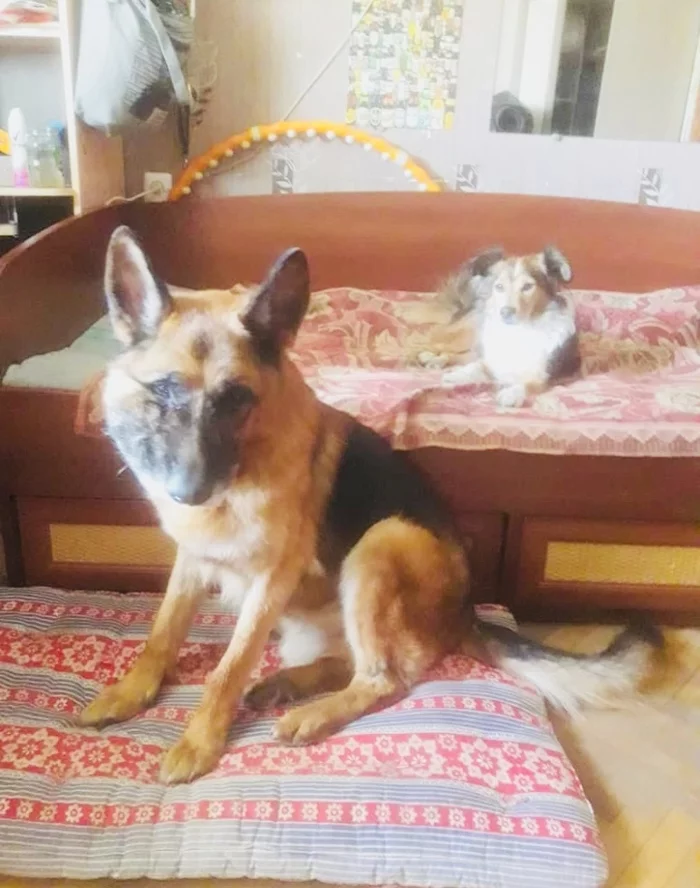 Continuation of the post “A shepherd dog with a tumor on his face, who was thrown out of the bus at the bus stop. We are looking for a home or foster care for him (with full provision). SPB and LO - My, In good hands, Animal Rescue, Dog, Reply to post, Longpost