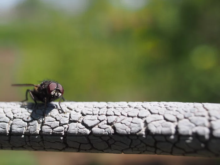 Flies, flies, flies - My, Муха, Insects, Macro photography, Text