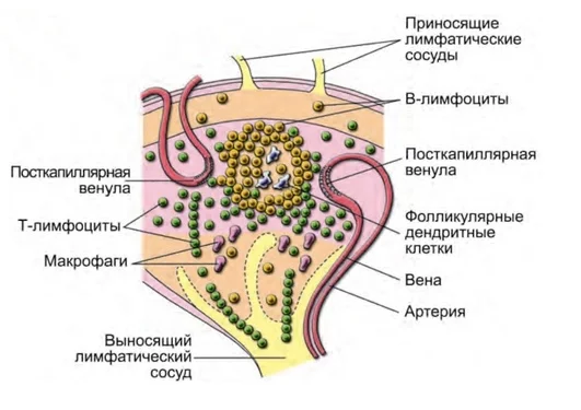 Наши внутренние войска: есть ли жизнь после тимуса? - Моё, Иммунология, Иммунитет, Медицина, Биология, Видео, Длиннопост