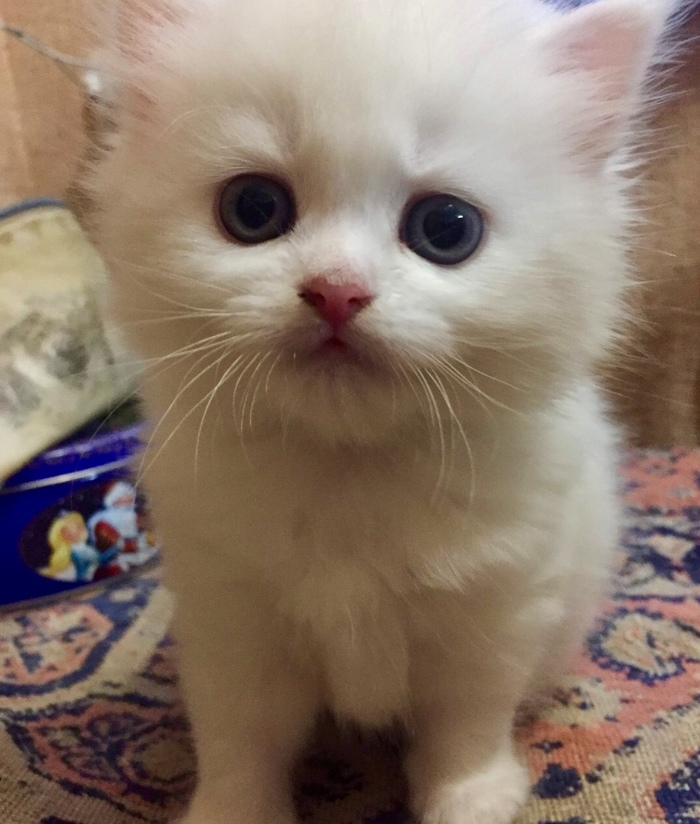   ?   ?! , , , 