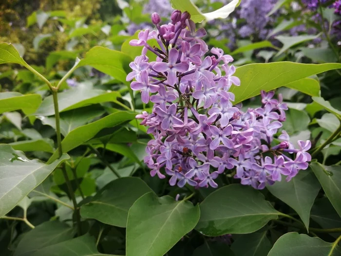 Just photos of blooming lilacs - The photo, Bloom, Lilac, My