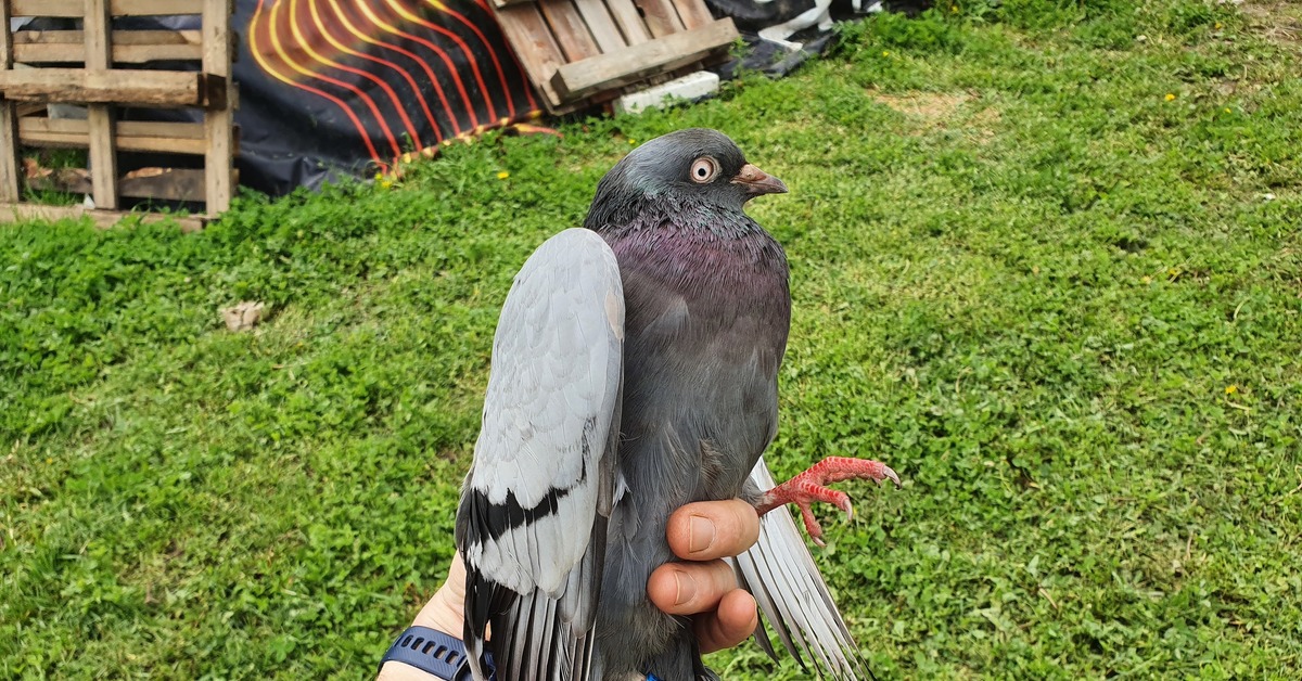 голубь богемская космоногая. голубь в деревне. весенний голубь. голуби. голуби в деревне.