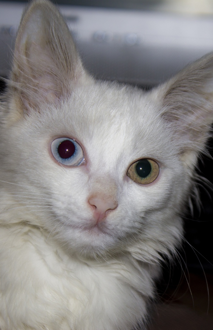 ����� �������