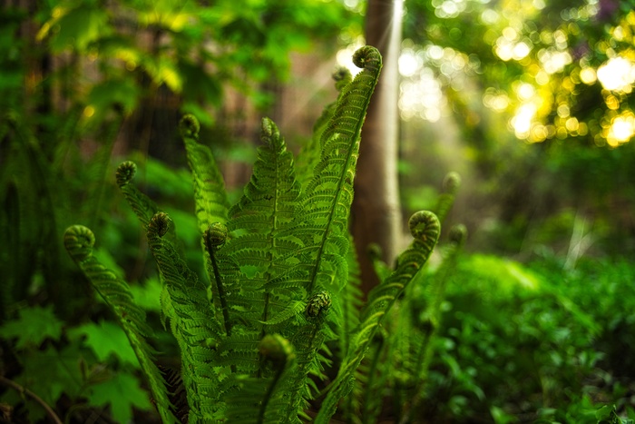 Папоротник в саду