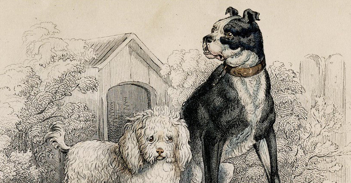 Шарж пудель. Болонка из басни две собаки сканворд. Болонка карикатура. Болонка из басни две собаки сканворд. Болонка из мультфильма пес в сапогах.