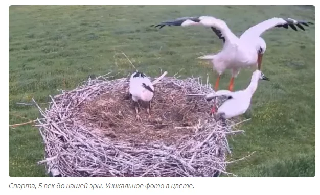 White stork: Go, baby, fly! Spartan education in stork nests - Birds, White stork, Animals, Yandex Zen, Longpost