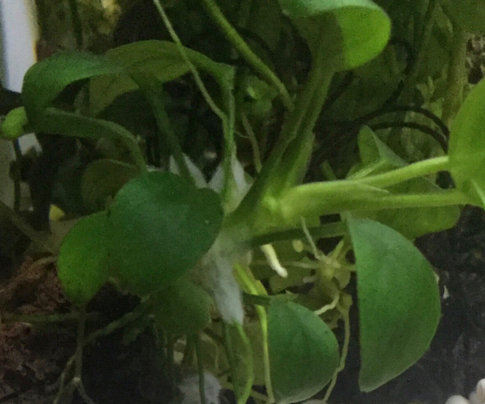 Обрастания на анубиасе