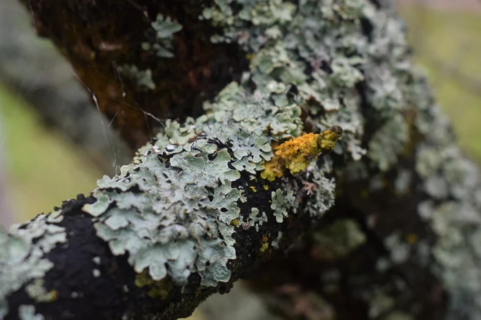 Lichen on a tree - My, Nikon, Nikon d3300, Nature, Lichen