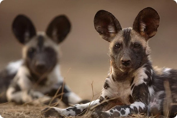 Man's wild friends - Hyena dog, Person, Taming, Informative, Animals