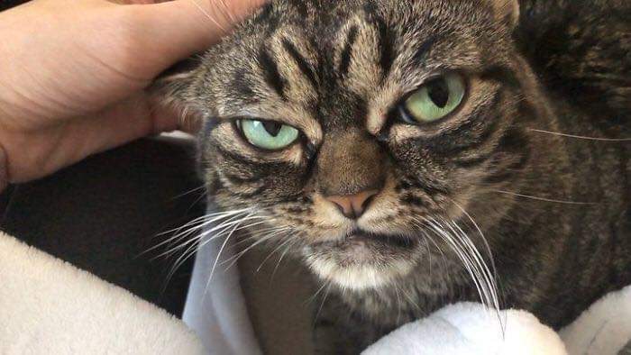 Meet the new Grumpy Cat named Kitsia, who looks even grumpier than her predecessor - cat, The photo, Longpost, Video, Grumpycat, Discontent, , Grumpy cat
