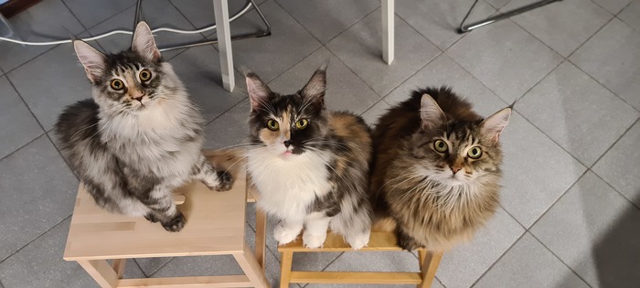 Любимые девчули