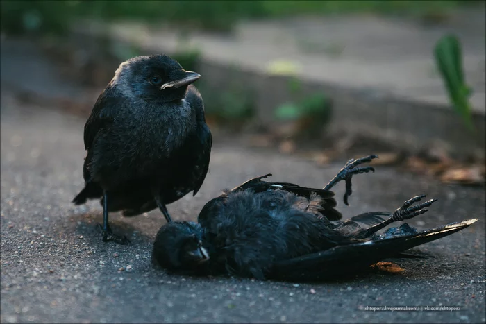 Sad picture - My, The photo, Sadness, Birds